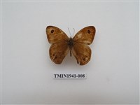 藏品(寶島波眼蝶)的圖片